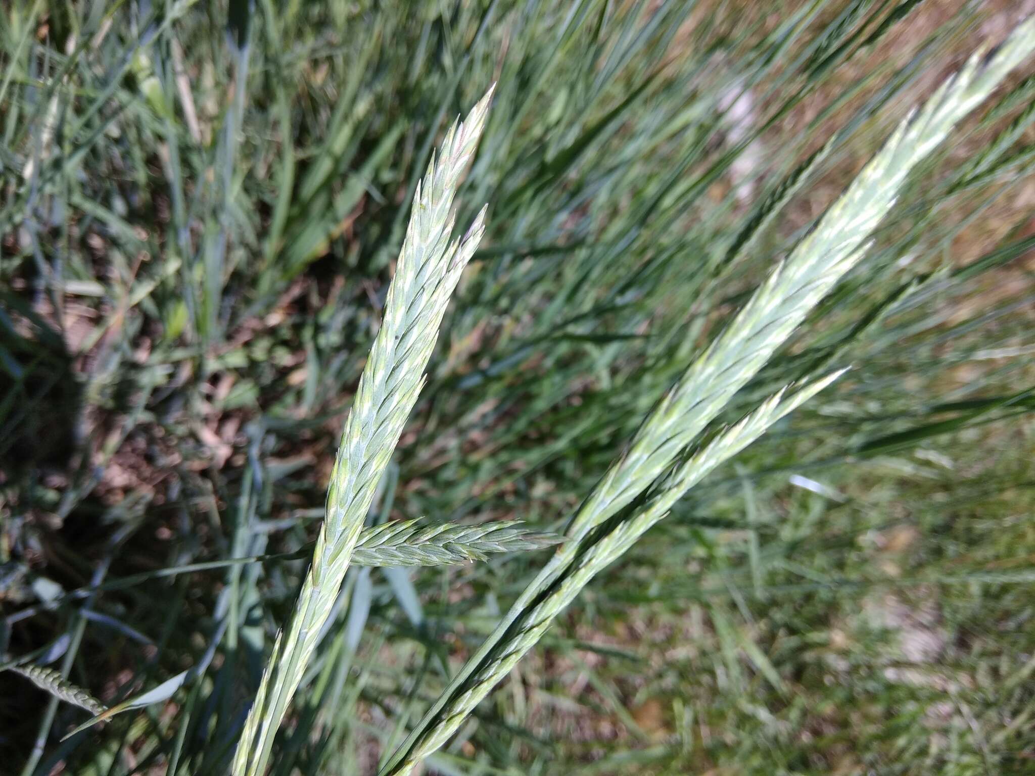 Image of desert wheatgrass