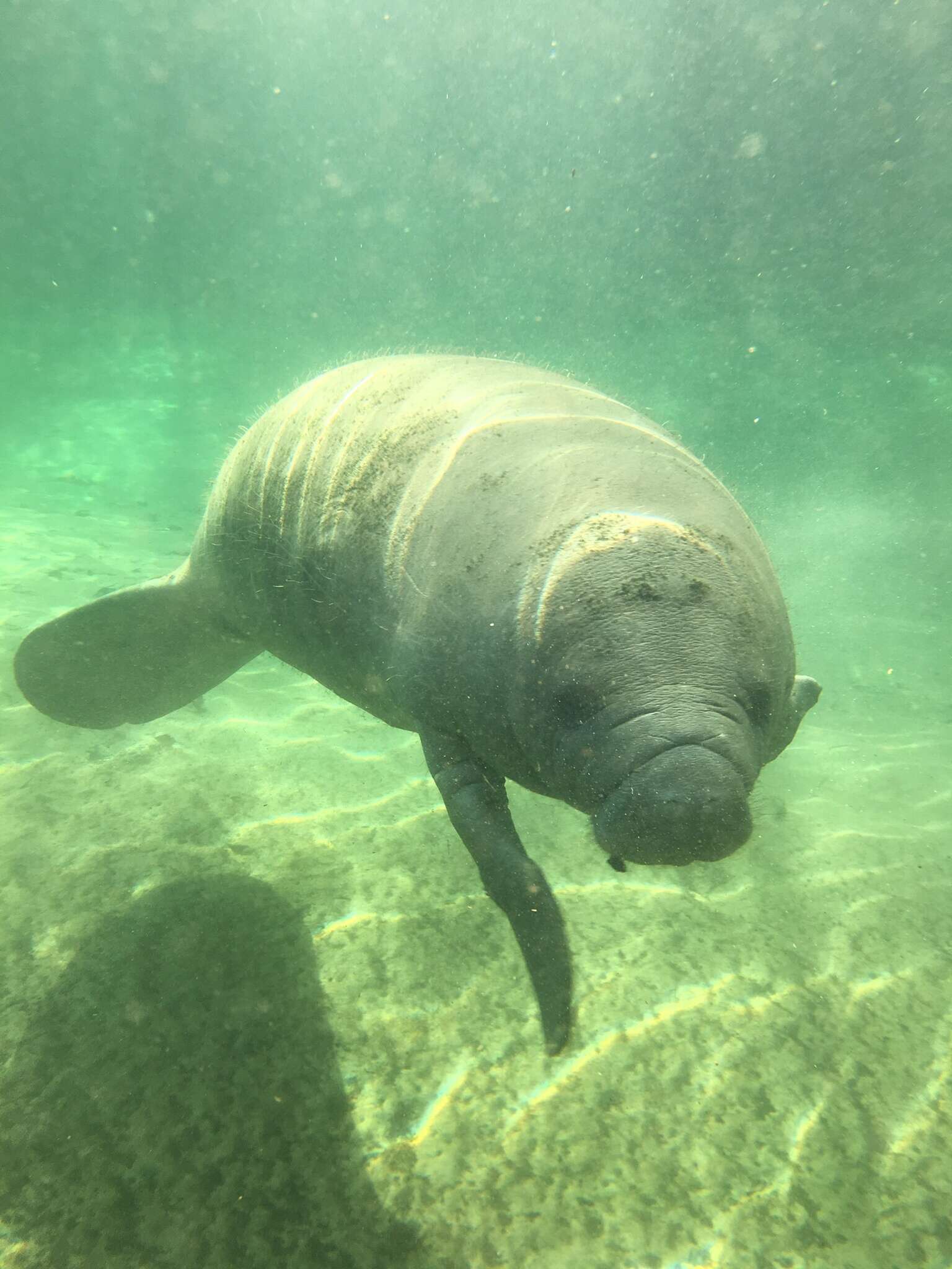 Image of Florida manatee