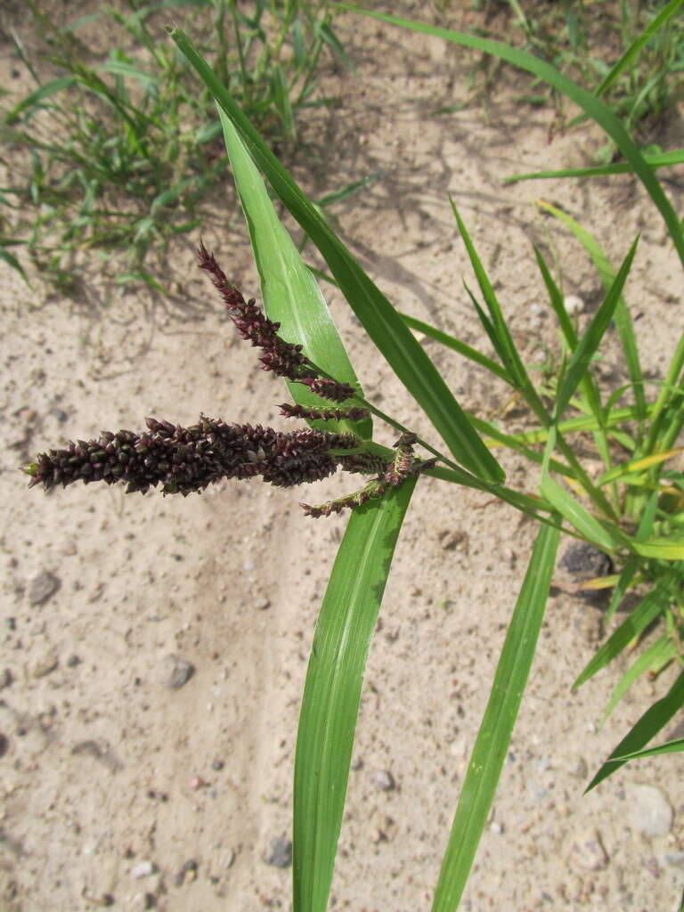 Echinochloa esculenta (A. Braun) H. Scholz resmi