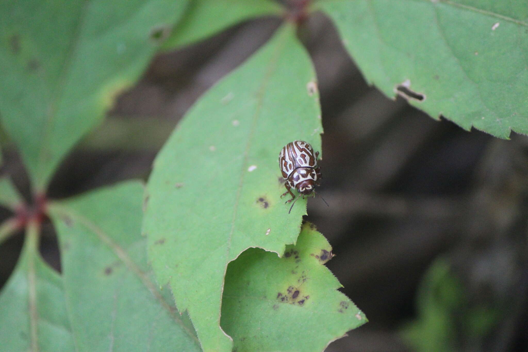 Image of <i>Calligrapha thermalis</i>