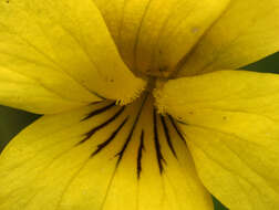 Image of upland yellow violet