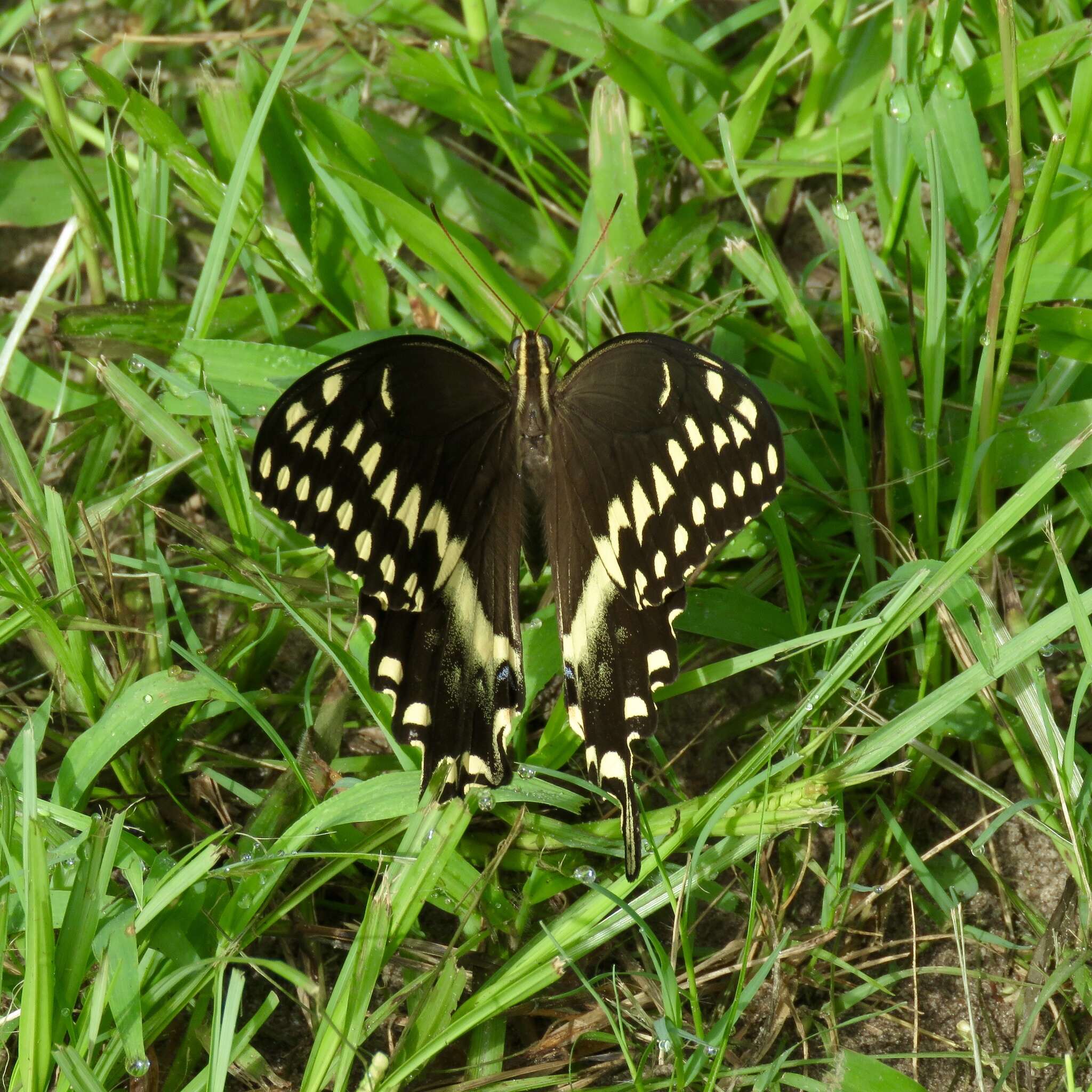 Image of Palamedes Swallowtail