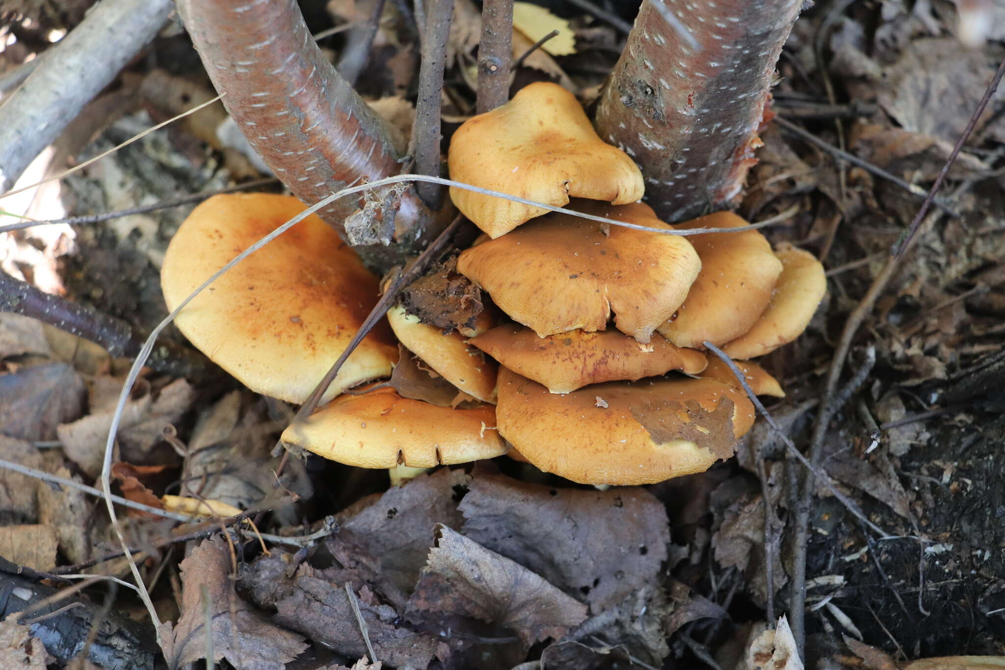 Imagem de Pholiota alnicola (Fr.) Singer 1951