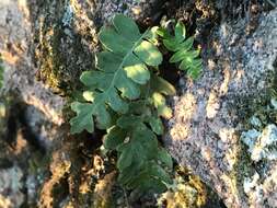 Image of Rocky Mountain polypody