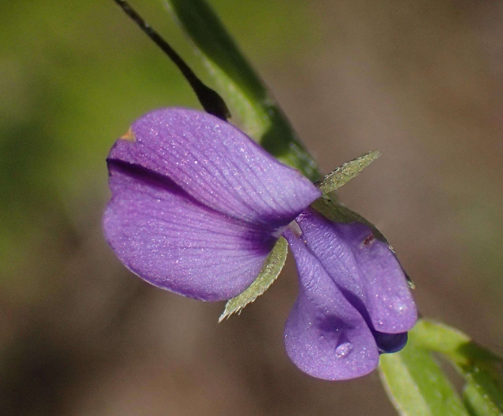 Psoralea plauta C. H. Stirt. resmi