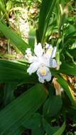 Image of Fringed iris