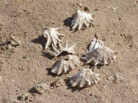 Image of spider or finger conch