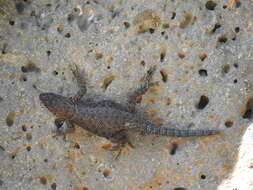 Image of Sceloporus dugesii Bocourt 1873