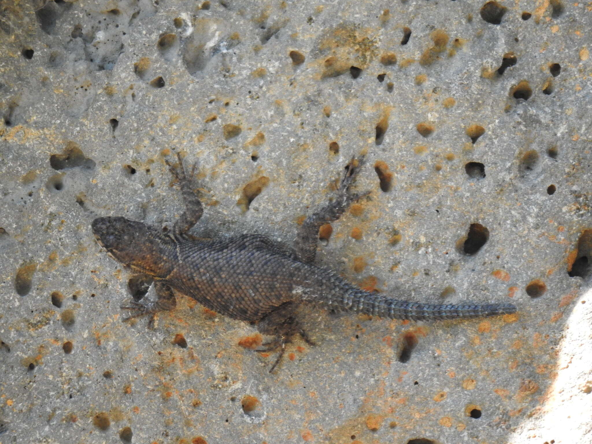 Image of Sceloporus dugesii Bocourt 1873