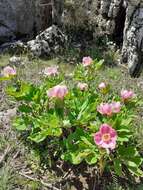 Image of wild peony