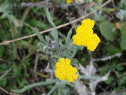 Achillea coarctata Poir.的圖片