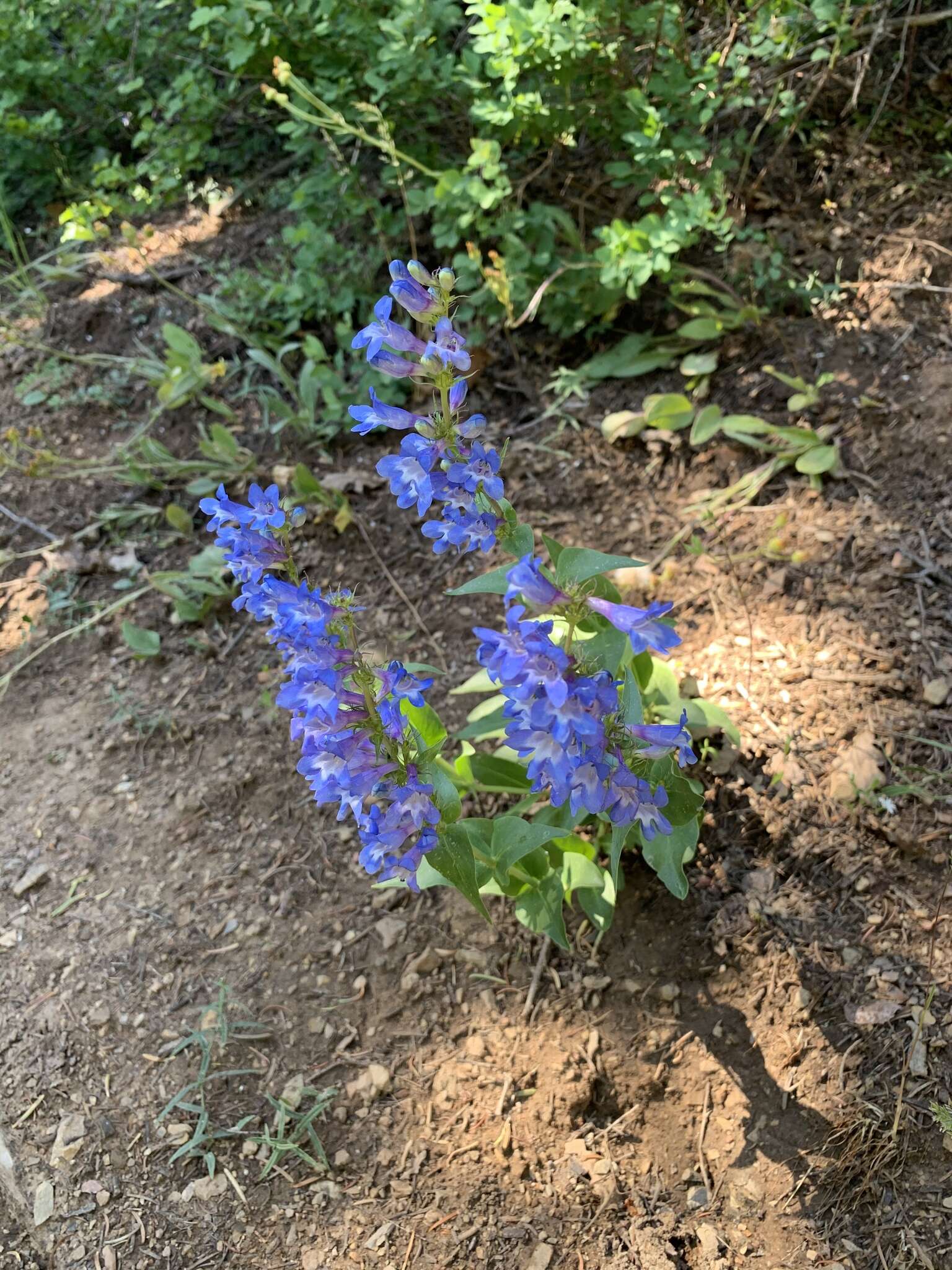 Imagem de Penstemon cyananthus Hook.