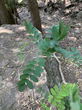 Image of Wild laburnum