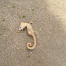 Image of Patagonian Seahorse