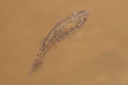 Image of Desert Pupfish