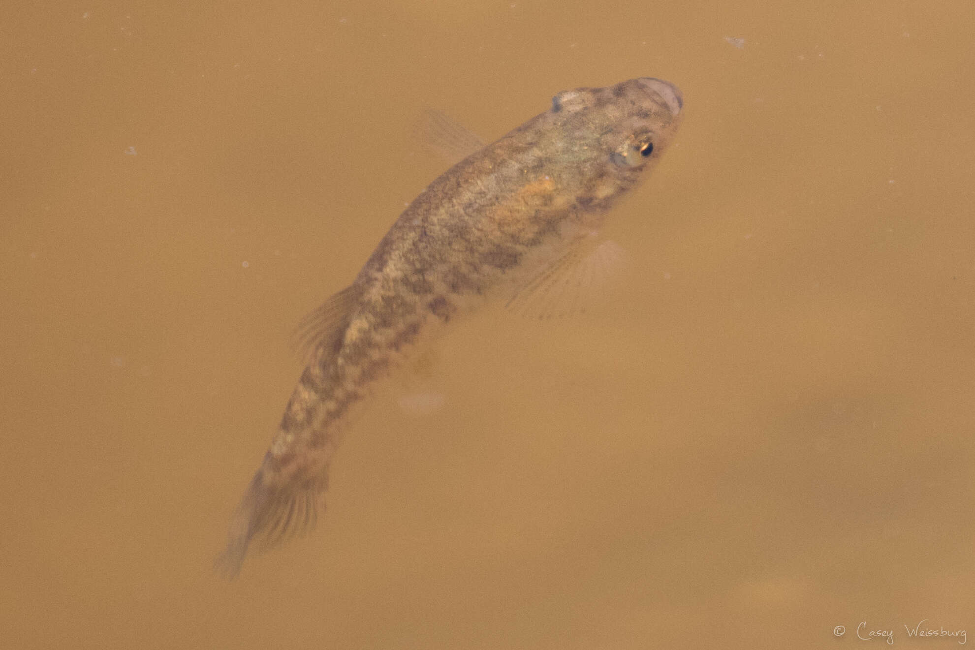 Image of Desert Pupfish