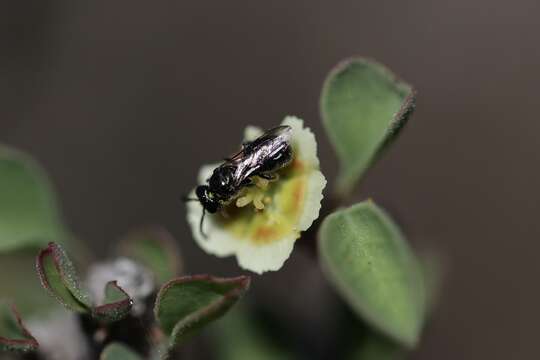 Image of Prickly Ceratina