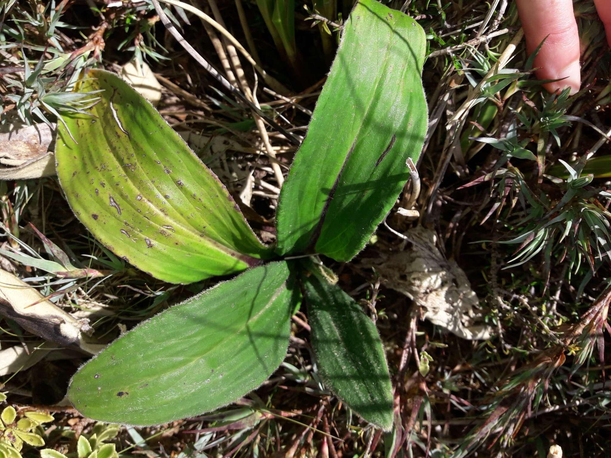 Plancia ëd Celmisia verbascifolia Hook. fil.