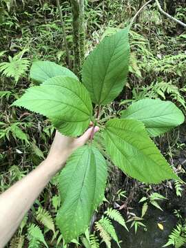 Image of Hawai'i false nettle