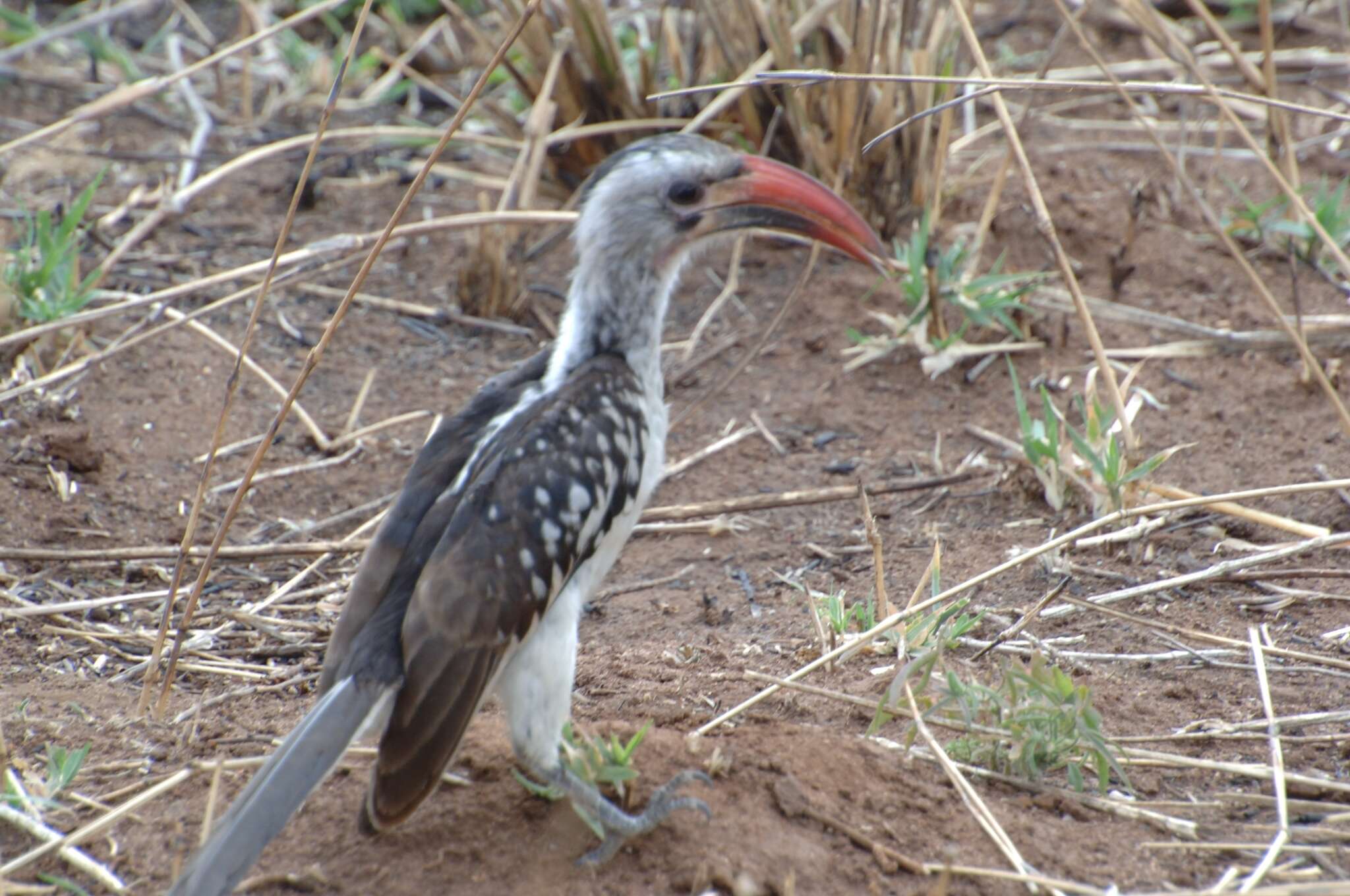 Image of Northern Red-billed Hornbill