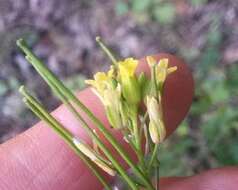 صورة Sisymbrium capense Thunb.