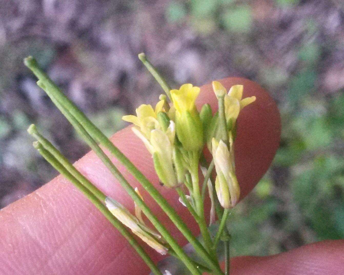 صورة Sisymbrium capense Thunb.