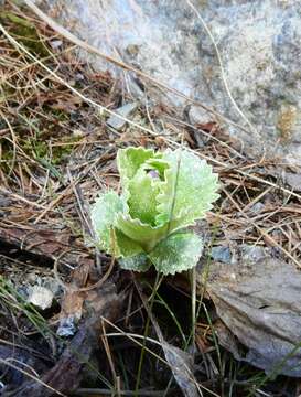 Image of Primula marginata Curtis