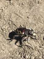 Image of Blowout tiger beetle