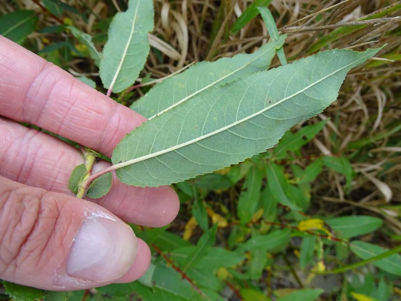 Image of Missouri River willow