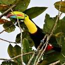 Image of Ramphastos sulfuratus brevicarinatus Gould 1854