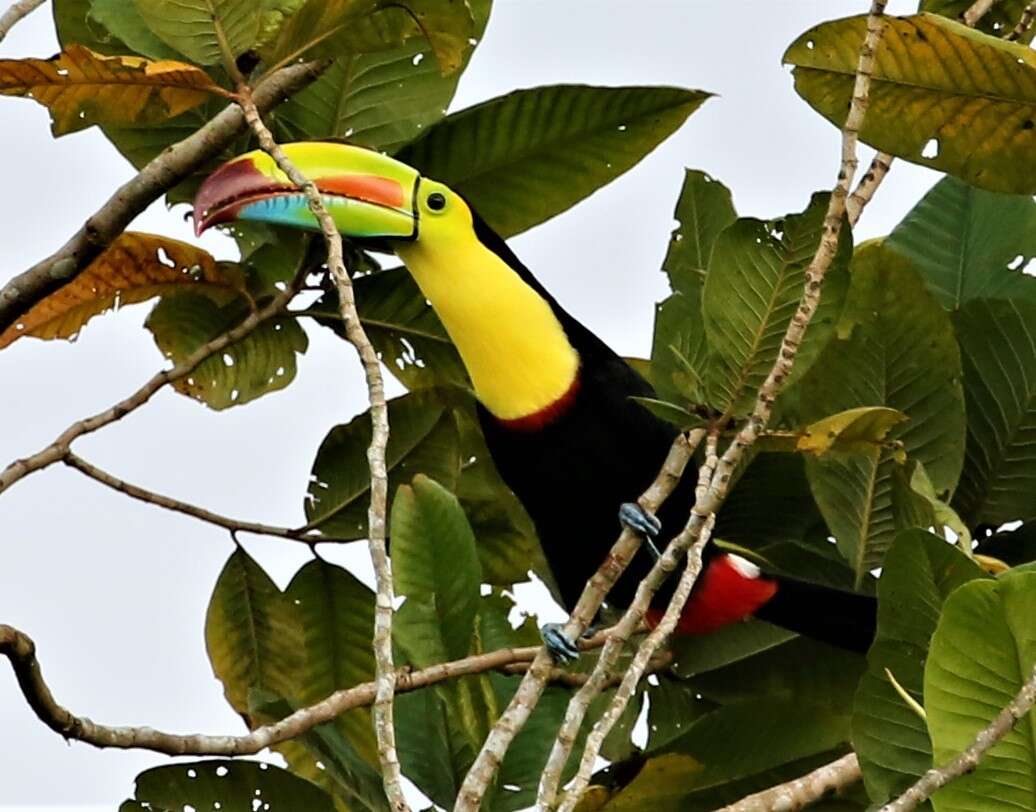 Image of Ramphastos sulfuratus brevicarinatus Gould 1854