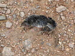 Image of pygmy shrew, lesser shrew