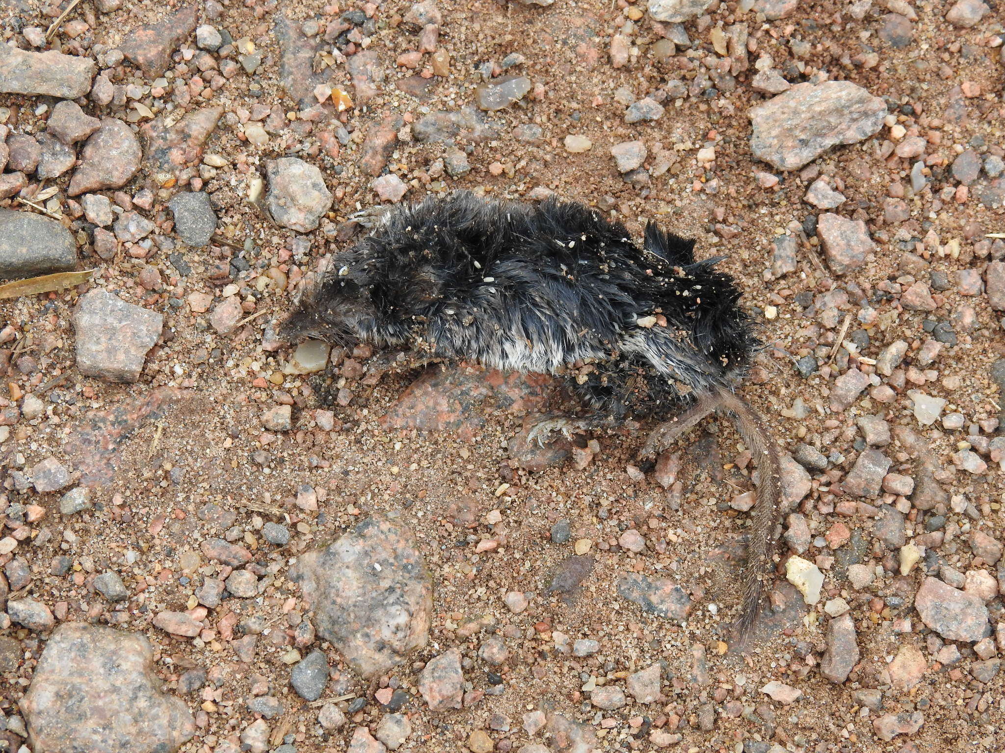 Image of pygmy shrew, lesser shrew