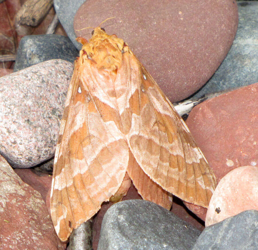 Image of Four-spotted Ghost Moth