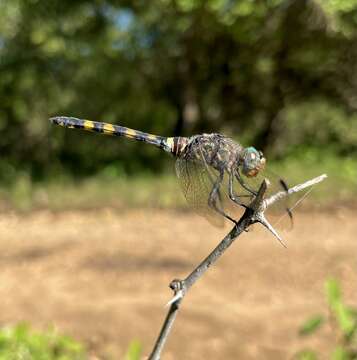 Image of Southern Riverking