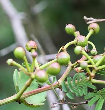 Image of Cissus rotundifolia var. rotundifolia