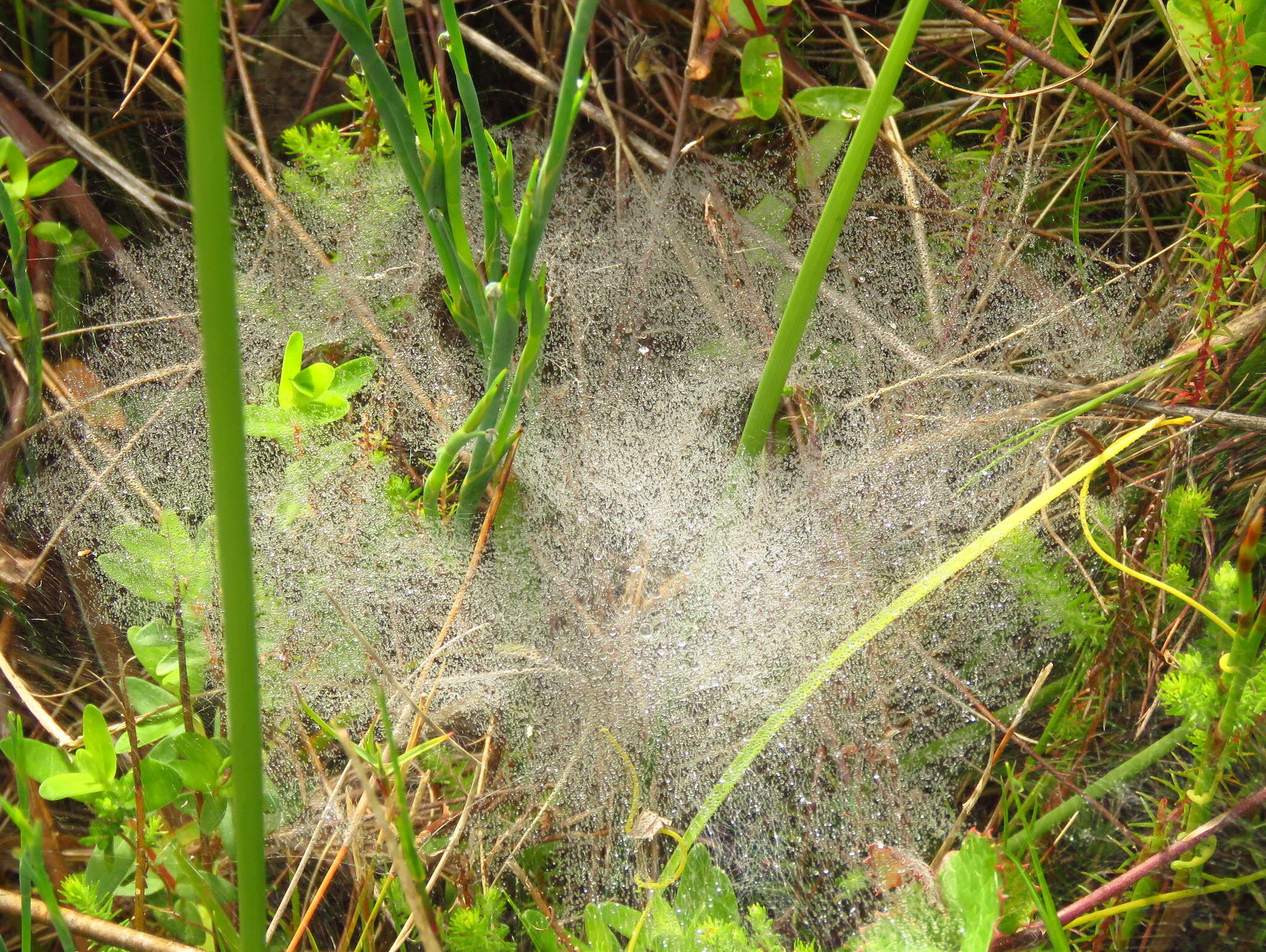 Слика од Euprosthenopsis pulchella (Pocock 1902)