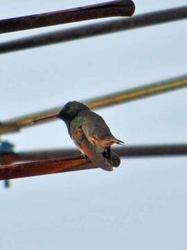 Image of Berylline Hummingbird