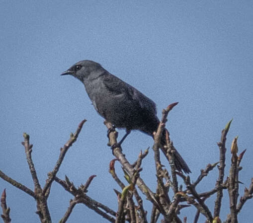 Image of Kenrick's Starling