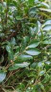 Image of Camellia trichoclada (Rehd.) Chien