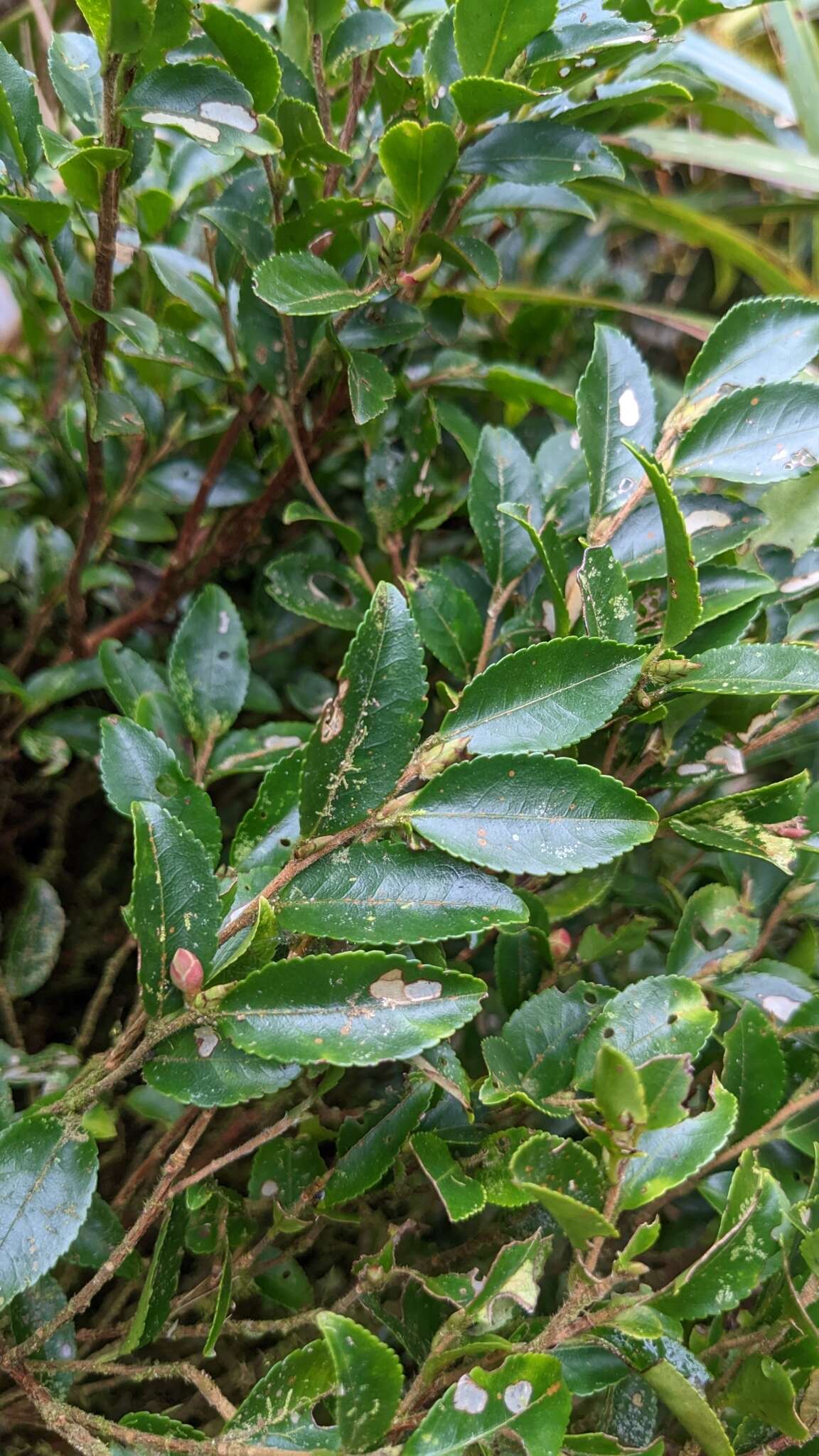 Camellia trichoclada (Rehd.) Chien resmi