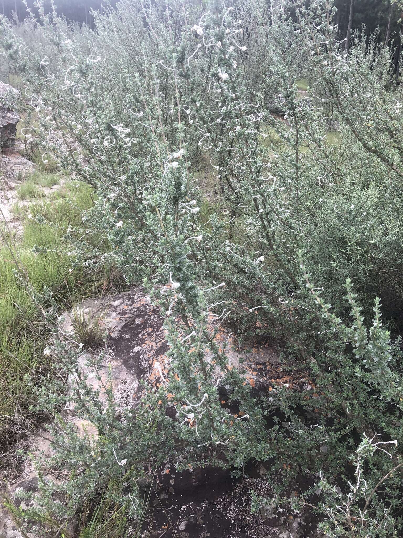 Image de Syncolostemon eriocephalus I. Verd.