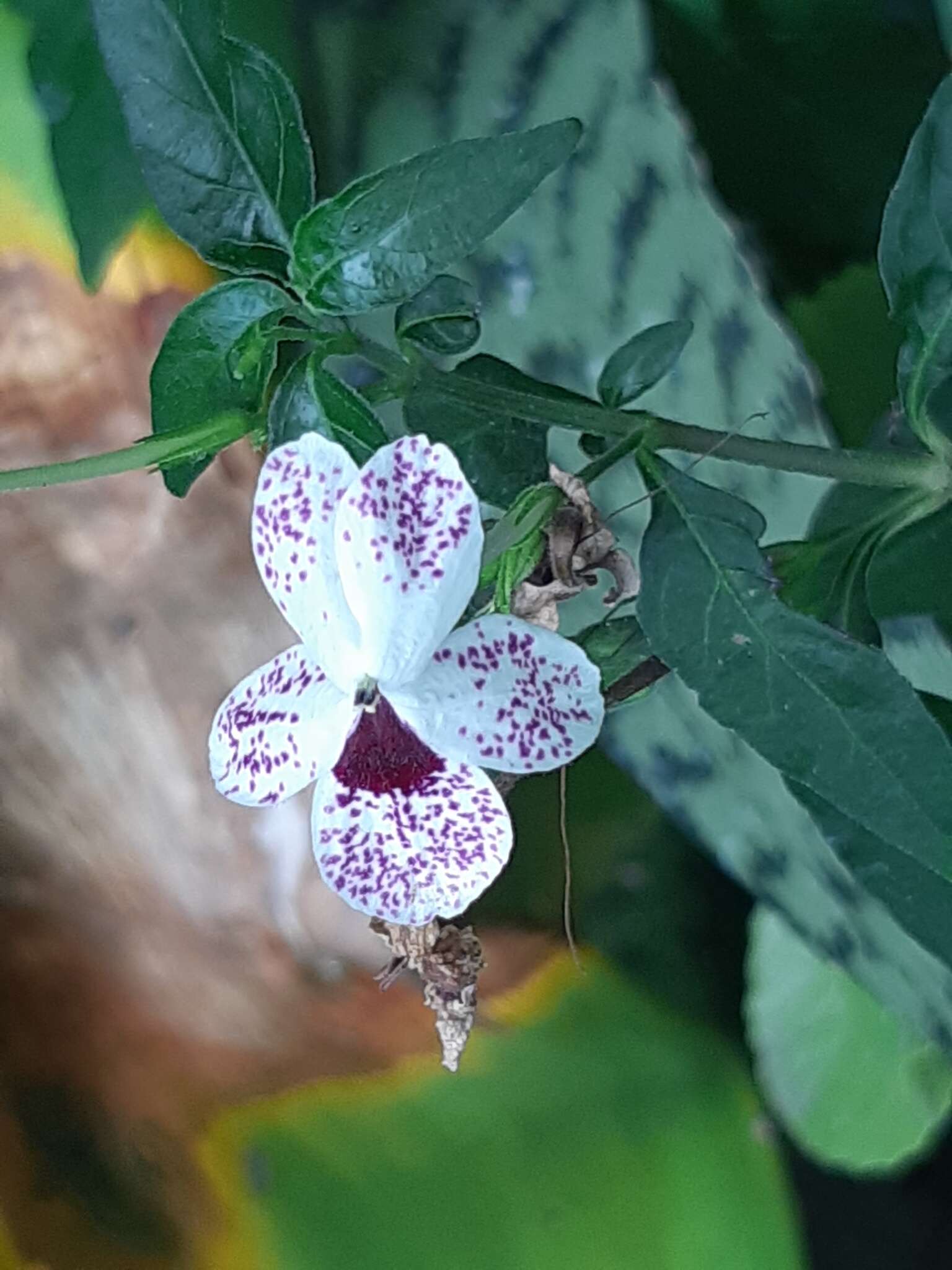 Pseuderanthemum bicolor (Sims) Radlk. resmi