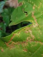 Image of Stigmella aceris (Frey 1857) Gerasimov 1952