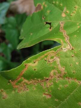 صورة Stigmella aceris (Frey 1857) Gerasimov 1952