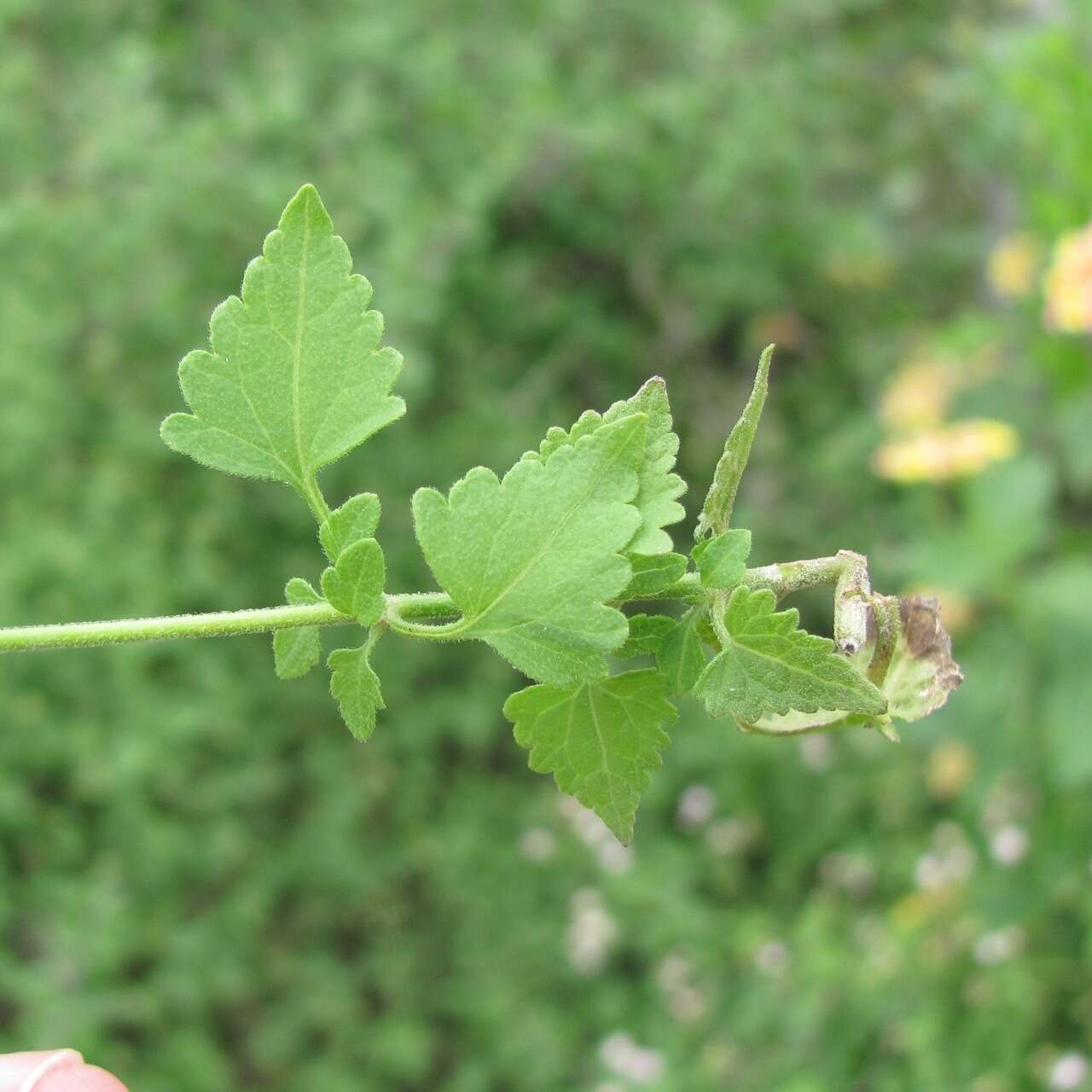 Plancia ëd Fleischmannia incarnata (Walt.) R. King & H. Rob.