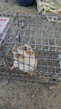 Image of Desert Kangaroo Rat