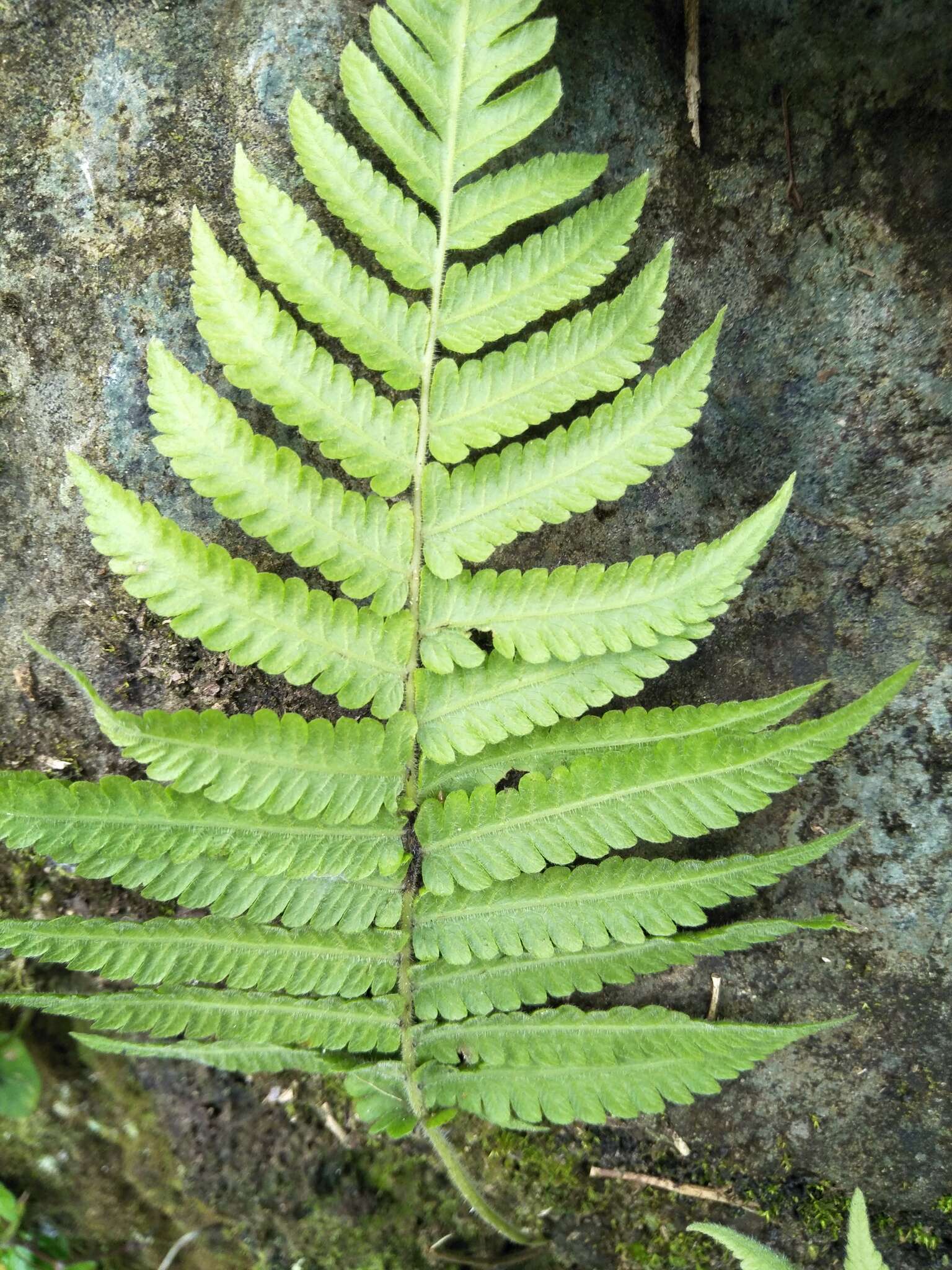 Sivun Christella parasitica (L.) Lév. kuva