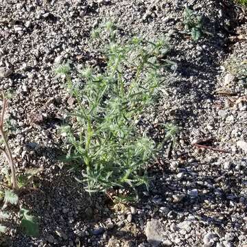 Plancia ëd Cryptantha maritima (Greene) Greene