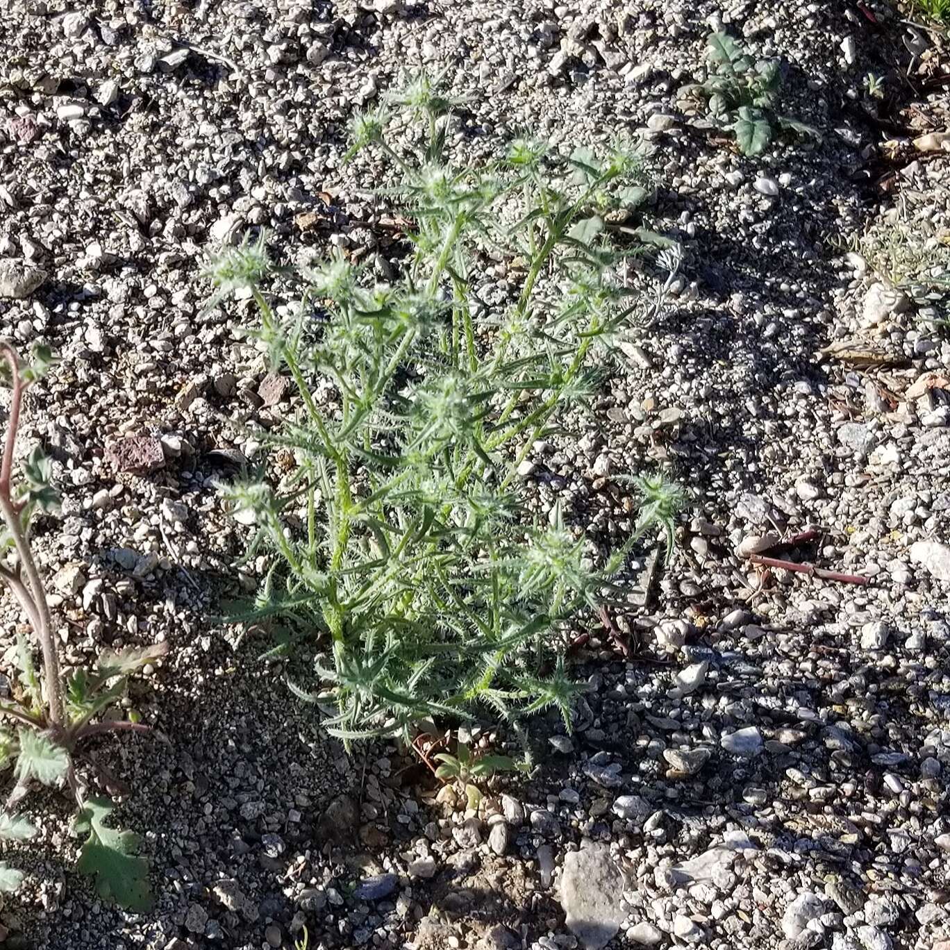 Image de Cryptantha maritima (Greene) Greene